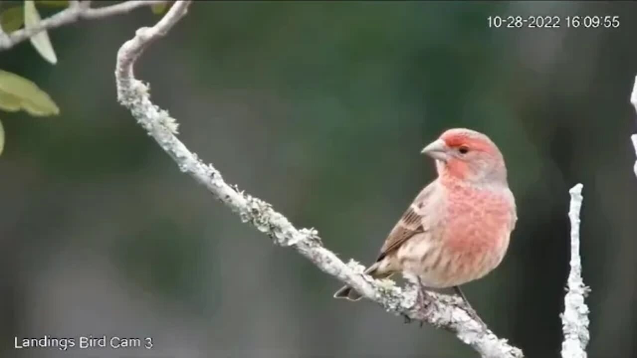 House Finch Close Up 🐦10/28/22 16:08