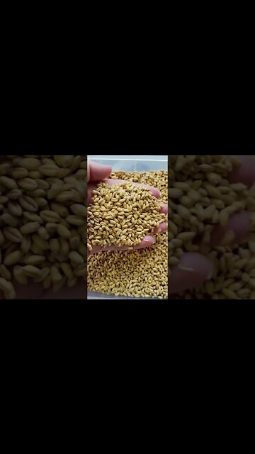 All About Soft White Wheat