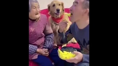 Dog protects old woman from bully