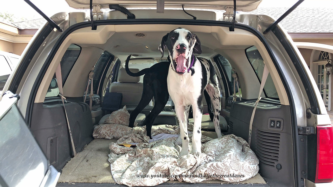 Excited Great Danes Can't Wait To Go For A Car Ride