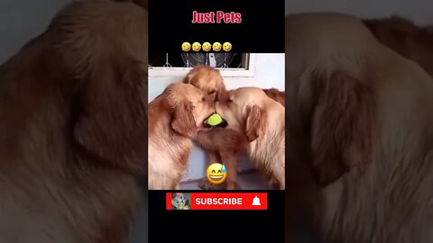 3 dogs 1 tennis ball - viral tiktok dogs #shorts