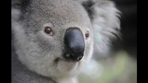 Coala para o trânsito em estrada na Austrália