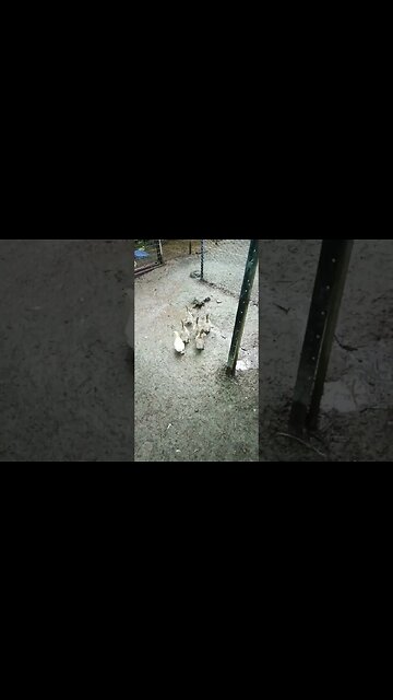 Ducklings got out and went into the next pen