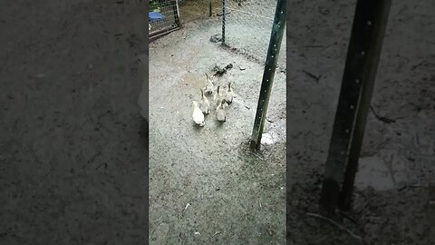 Ducklings got out and went into the next pen