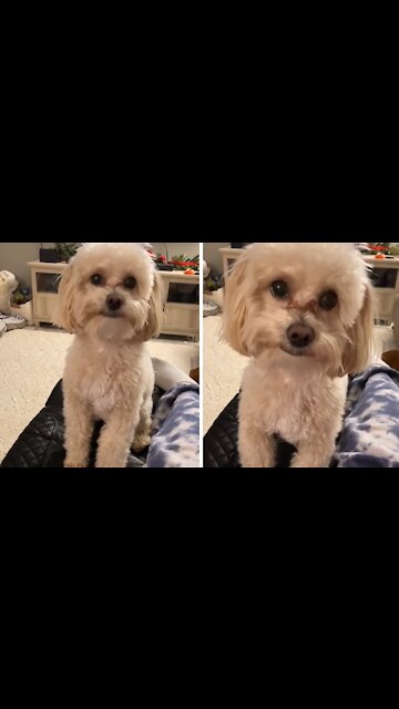 Frisky Dog Plays Game Of Hide-and-seek With Owner