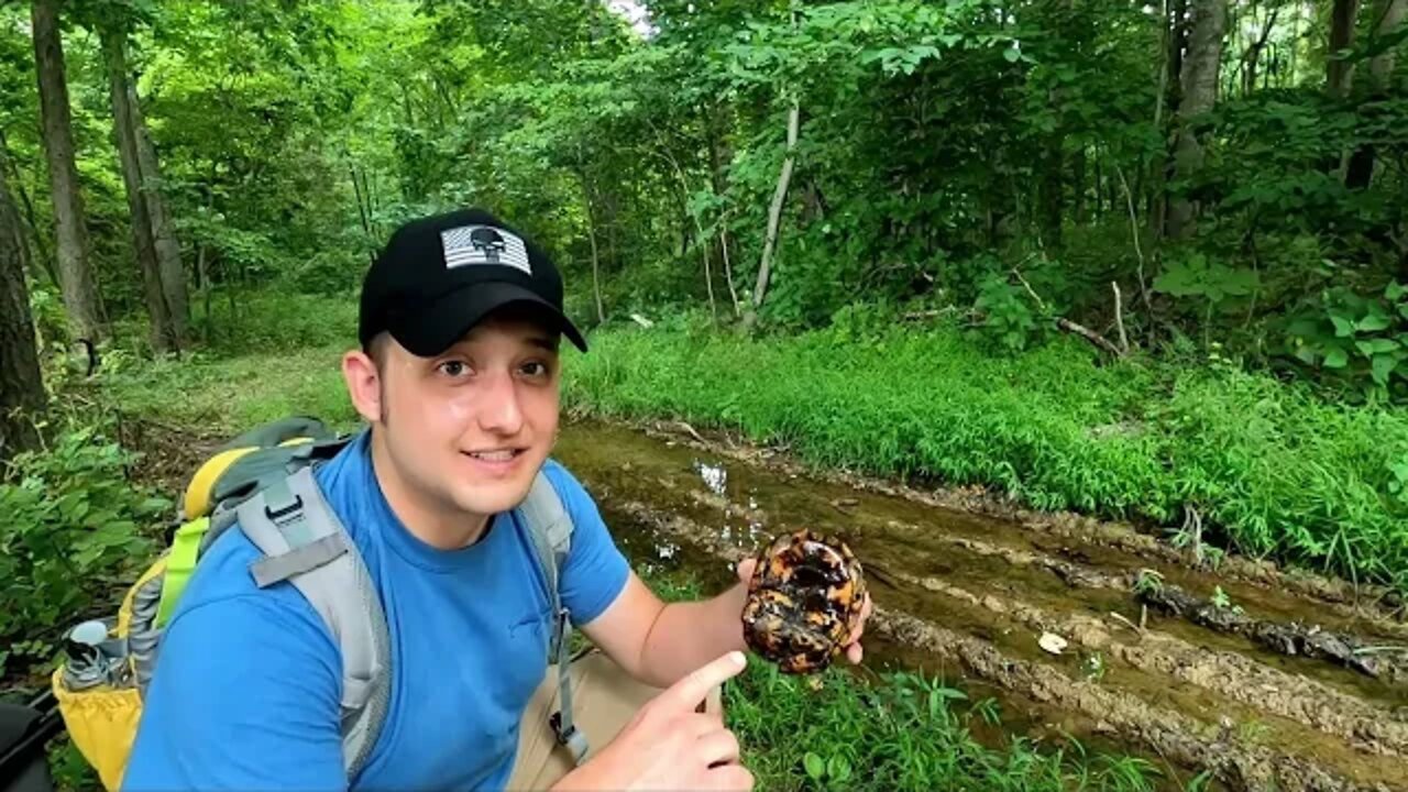 SAVING a turtle with a DAMAGED shell. Join me on me on my hike in the Ohio woods!