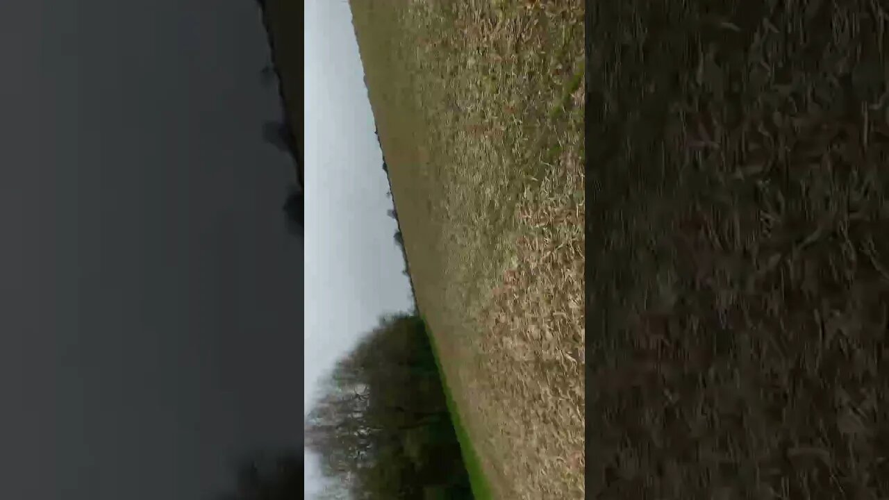 Pocket bully uk 🇬🇧 #subscribe #dogs #foryou #viral #fyp