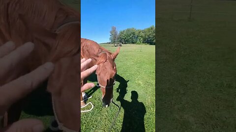 Horse Hobble Training Cajun 😲🐴 (Extended Directors Cut)