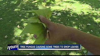 Tree fungus causing leaves to drop around Boise