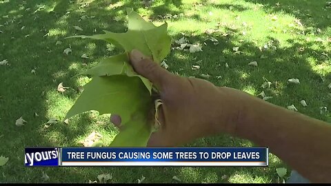 Tree fungus causing leaves to drop around Boise