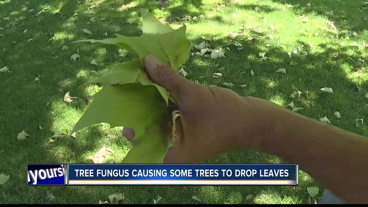 Tree fungus causing leaves to drop around Boise