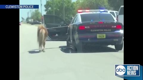 Miniature pony gets police escort home in south Florida