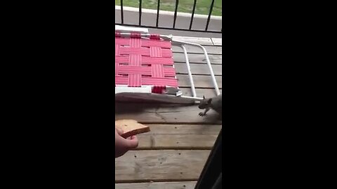 Feeding A Squirrel!