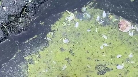 Sea turtle become kings of prey after removing millions of sea creatures and barnacles on shell-1