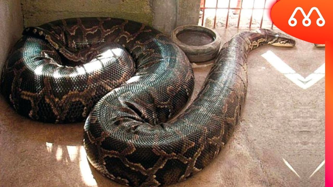 ANACONDA THE GIANT SNAKE INVASION