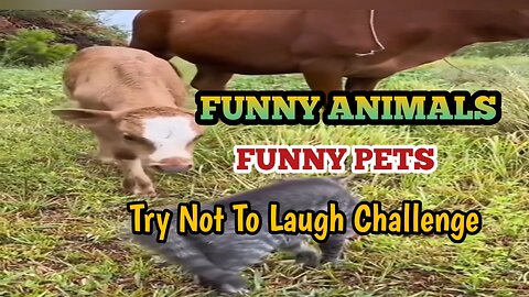 Funny animals | Funny Pets | Try Not To Laugh Challenge