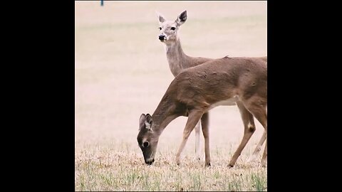 Deer in Chickamauga