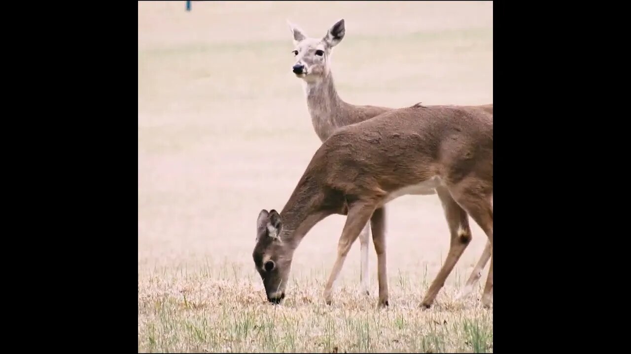 Deer in Chickamauga