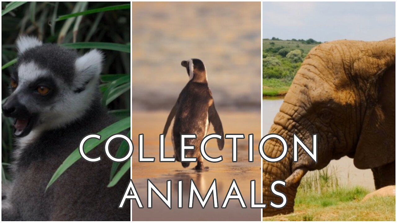 Collection animals