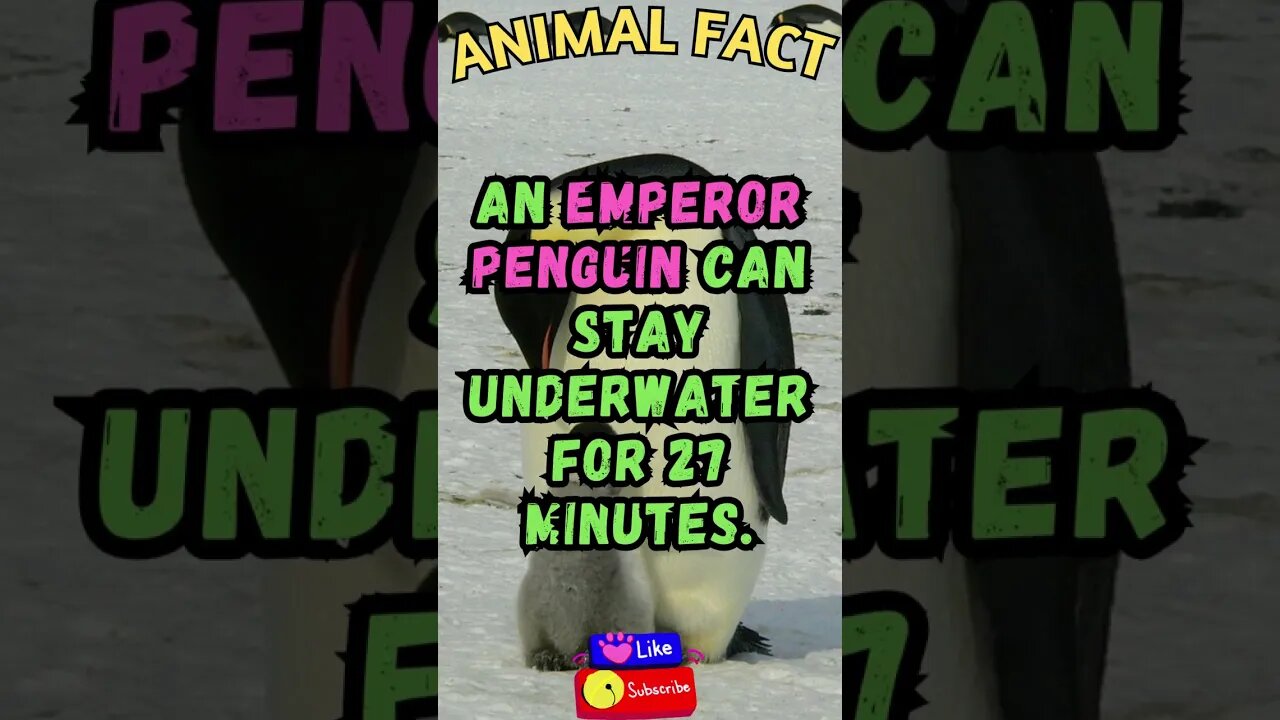 🐧Discover Fascinating Animal Facts👀 #shorts #shortsfact #animalfacts #funfactsshorts #emperorpenguin