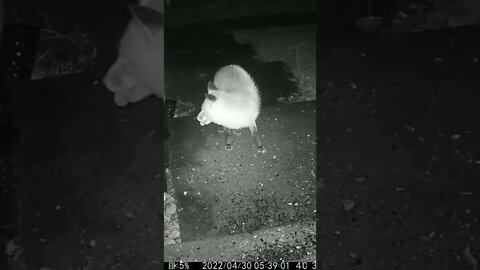 The Fox Is Out In The Rain #Shorts 🌧