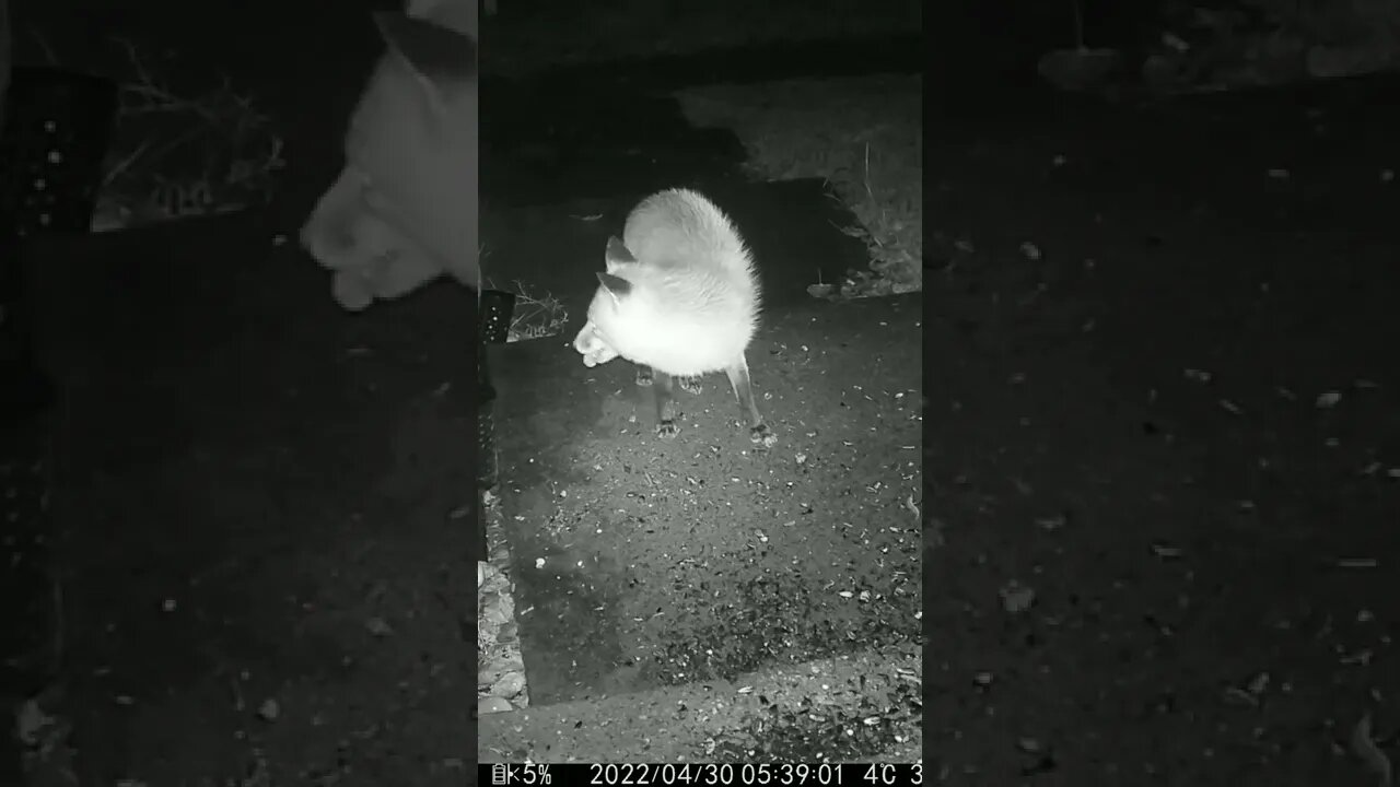 The Fox Is Out In The Rain #Shorts 🌧