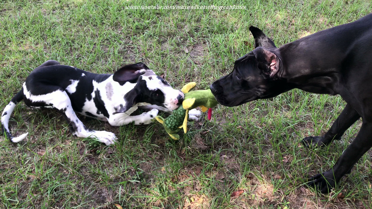 Great Danes love their stuffed alligator toy