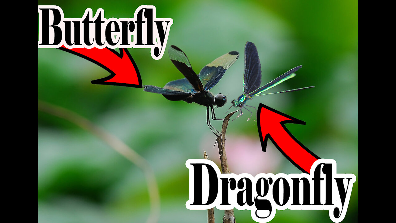 Dragonfly And Butterfly Good Combination 2021