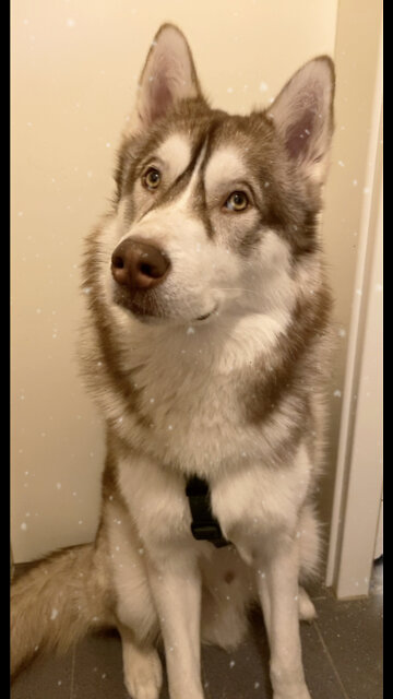 Husky is guilty so funny