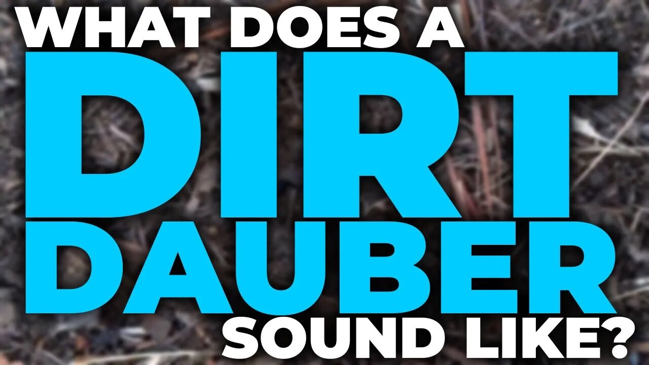 What does a dirt dauber sound like?