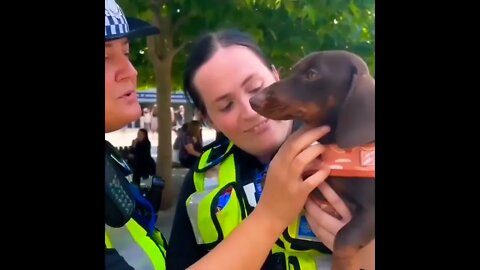 Bad boy for lyf 👮‍♀️ #shorts #dachshund #dog