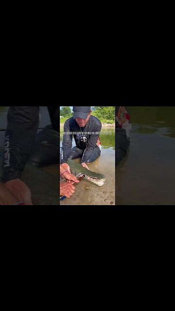 “I Garfish How Can I Help?”