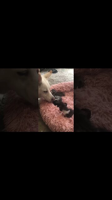 Babysitting The Kittens