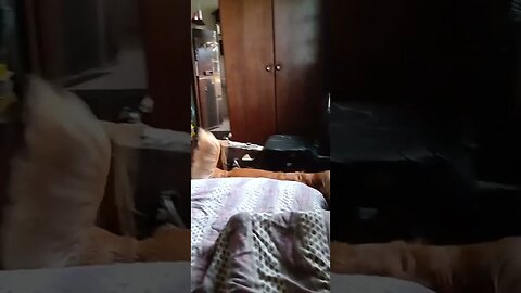 #dogshow , #animals , #dogs , #shorts