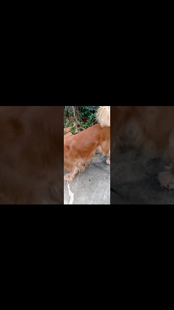 #dogshow , #animals , #dogs , #shorts