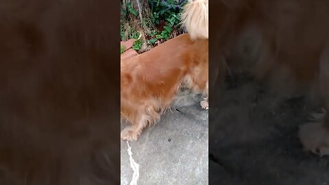 #dogshow , #animals , #dogs , #shorts