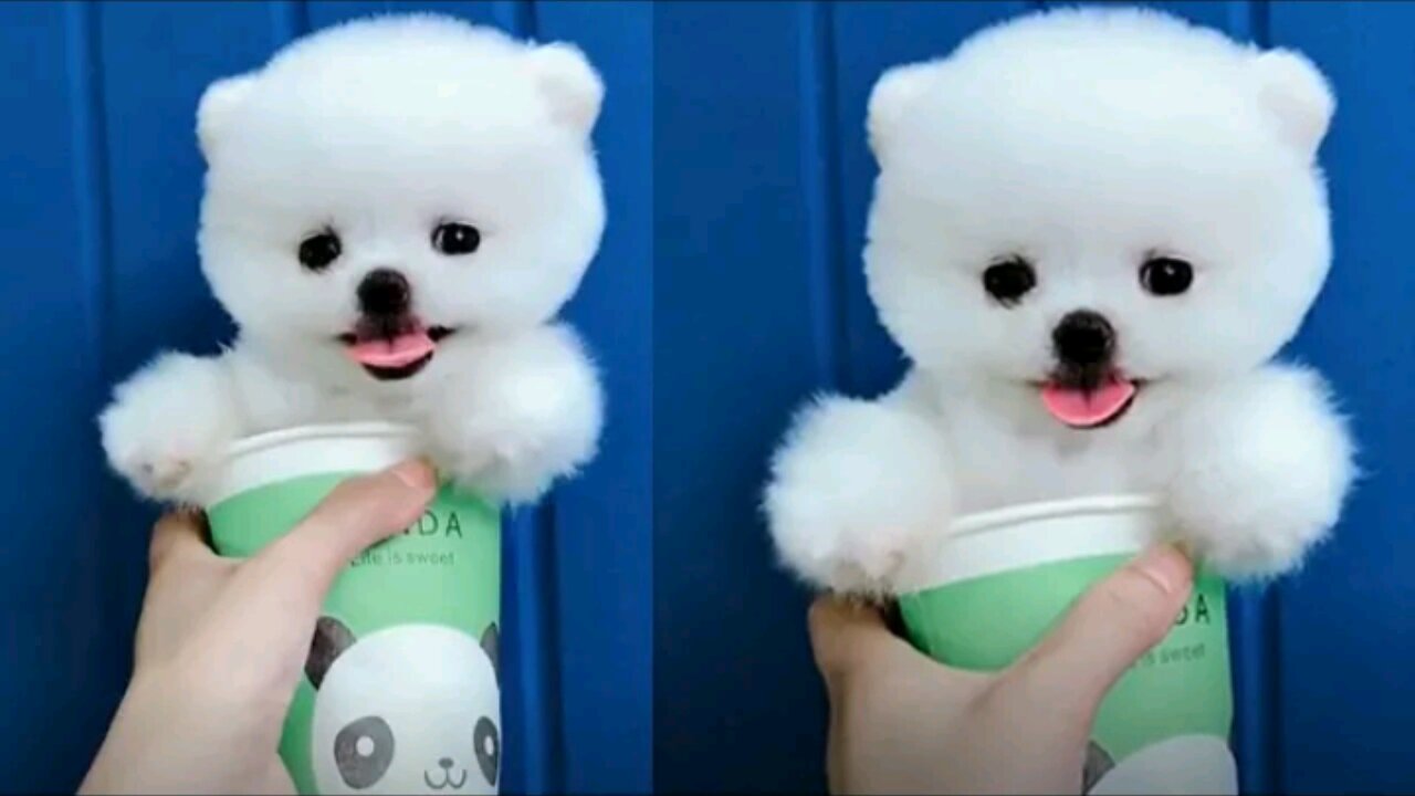 Cute and funny puppies videos 12