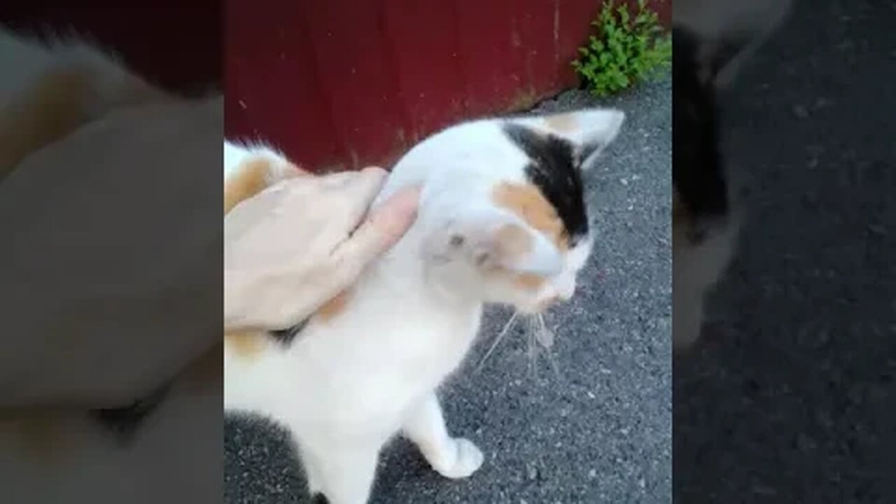 This Stray Cat Is Very Friendly