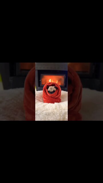 Vary nice pug papp' . . #pug #pugs #pugdogs #puglovers #puglife