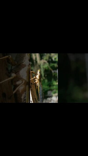 Cicala Cicada in the Forest #cicala #cicada #Philippines