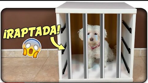 RAPTAN a Mi PERRO! NO ENCUENTRO a Dasha! Anima Dogs