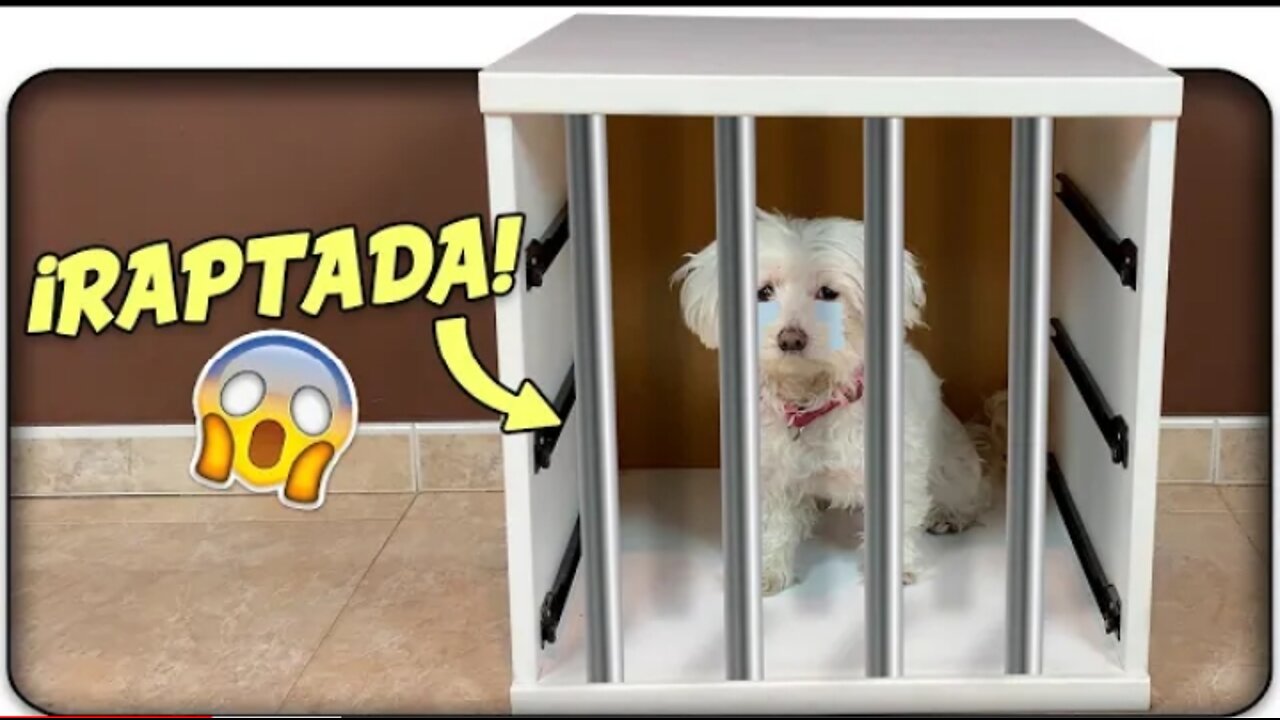 RAPTAN a Mi PERRO! NO ENCUENTRO a Dasha! Anima Dogs