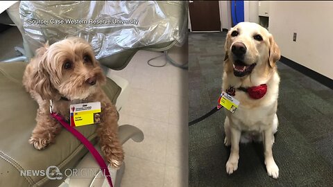 Researchers at Case Western Reserve University using saliva to see how humans benefit from therapy animals