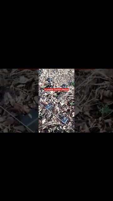 Tomaten ins Gewächshaus pflanzen