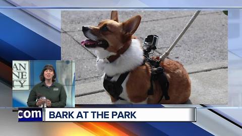 Bark at the Park 2018