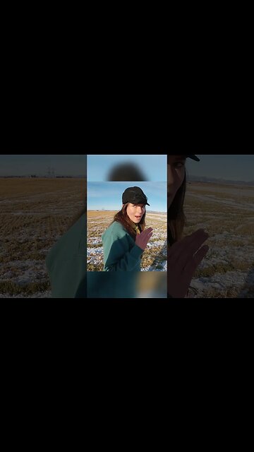 Lambing vs Calving with Icelandic Sheep