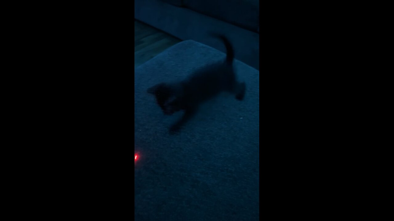 midnight the cat playing