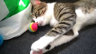 Relaxing Cat ASMR 2 Hours