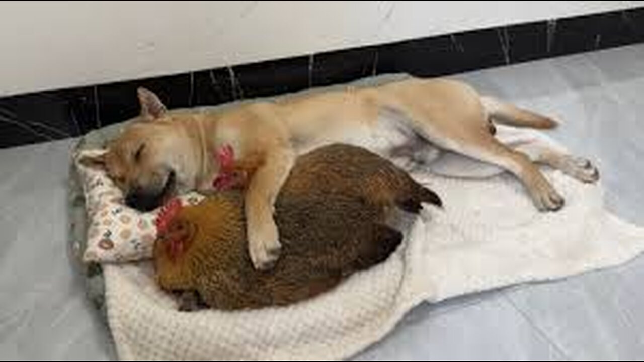 Two hens fall in love with a dog at the same time!One of the hens is very bossy. So funny and cute