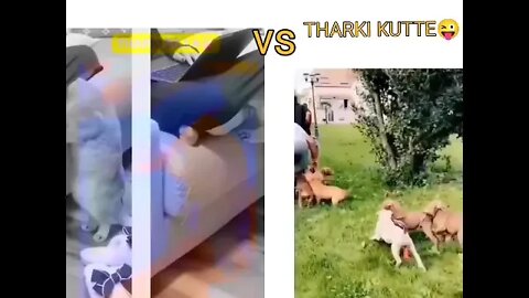 tharki billa vs tharki kutta